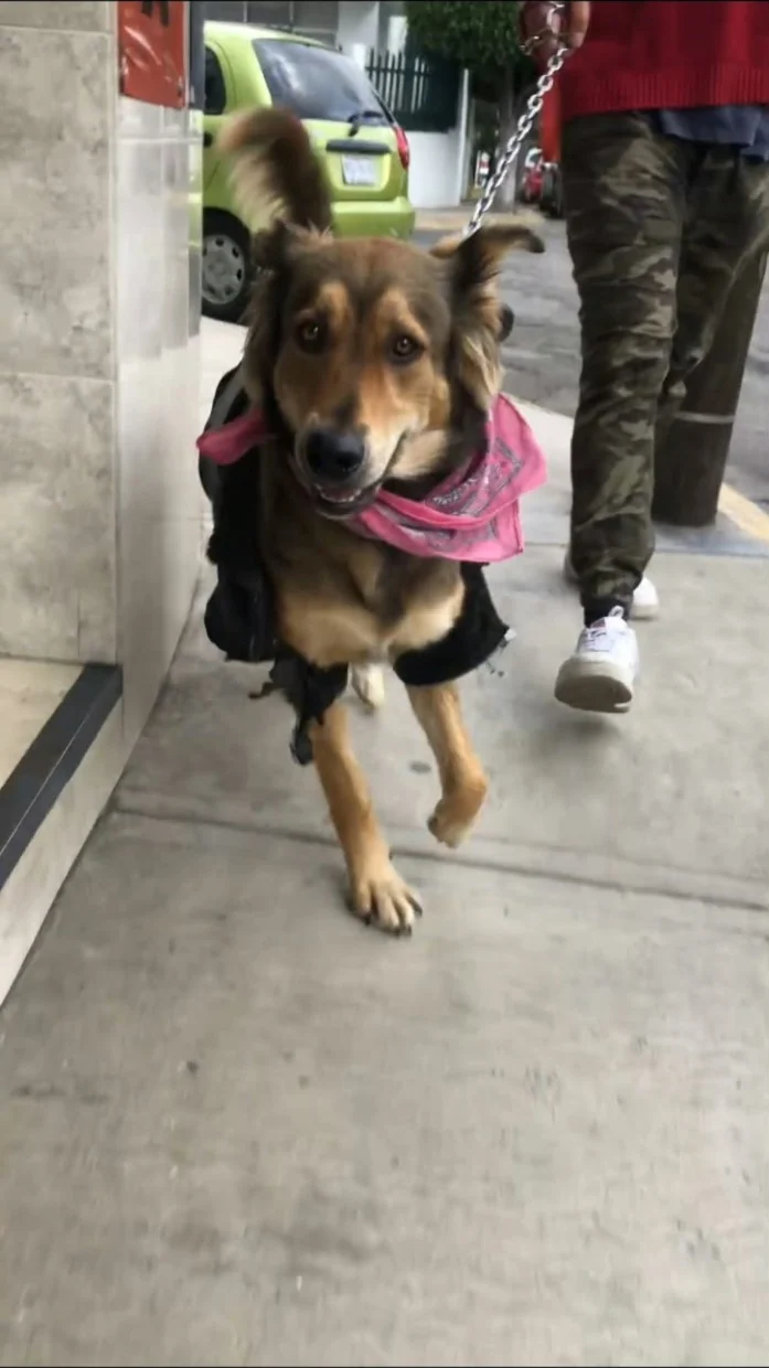 Cómo elegir un paseador de perros sin confiar a ciegas