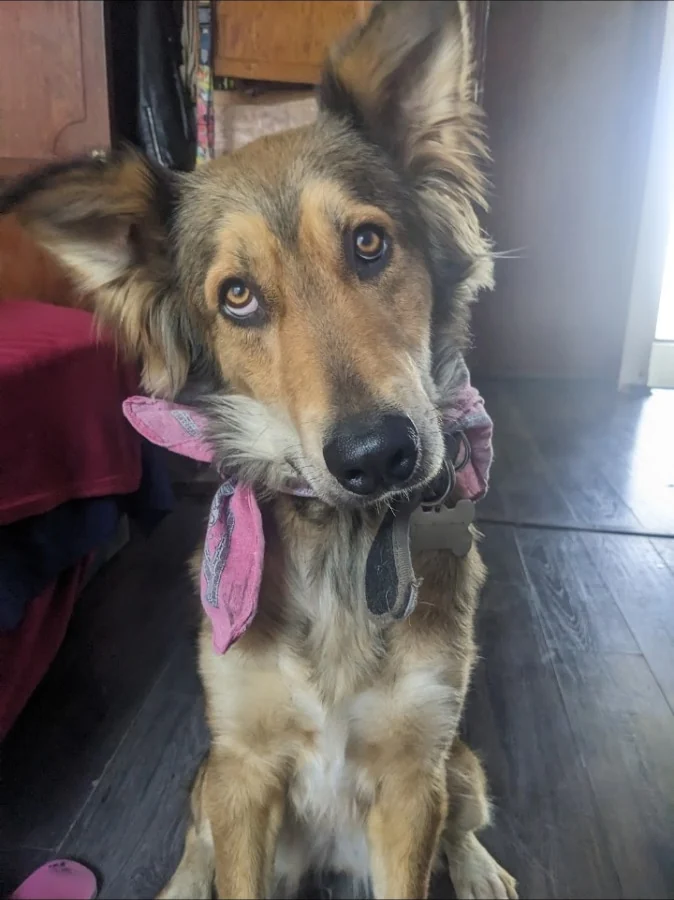 Guardería o hotel para perros: qué cambia y cuándo conviene cada uno