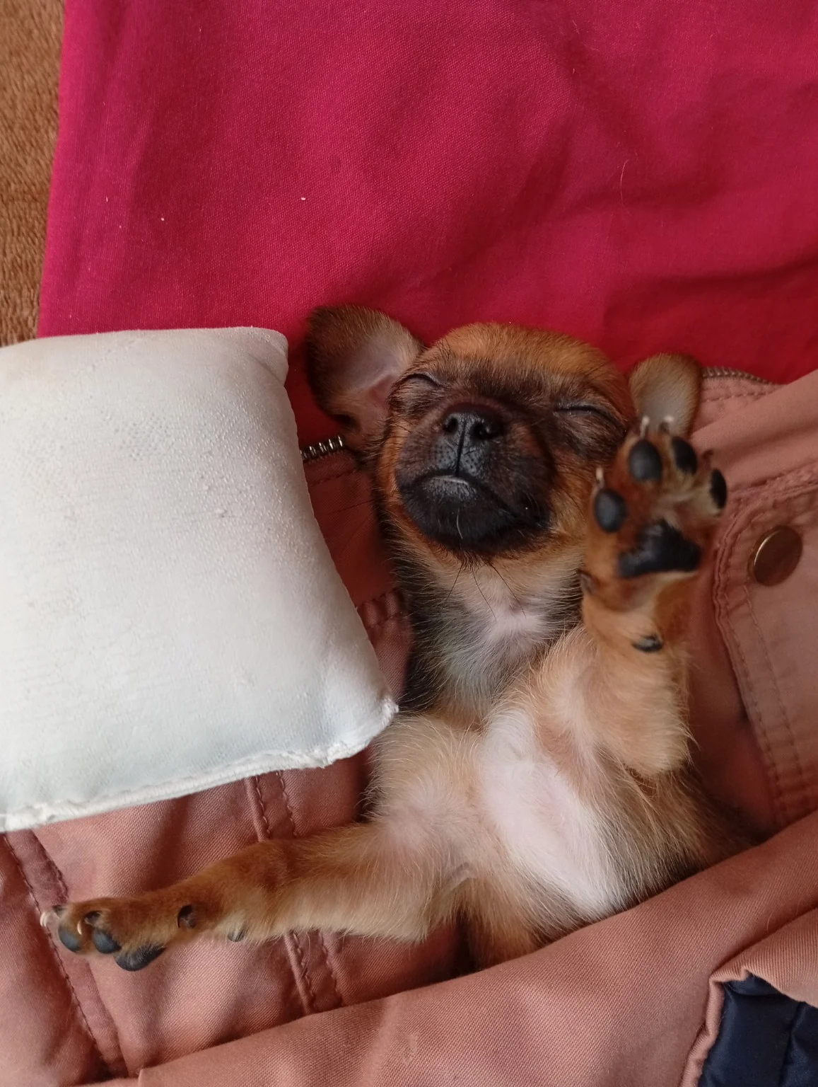 Servicios para perros pensados para su bienestar y tu tranquilidad.