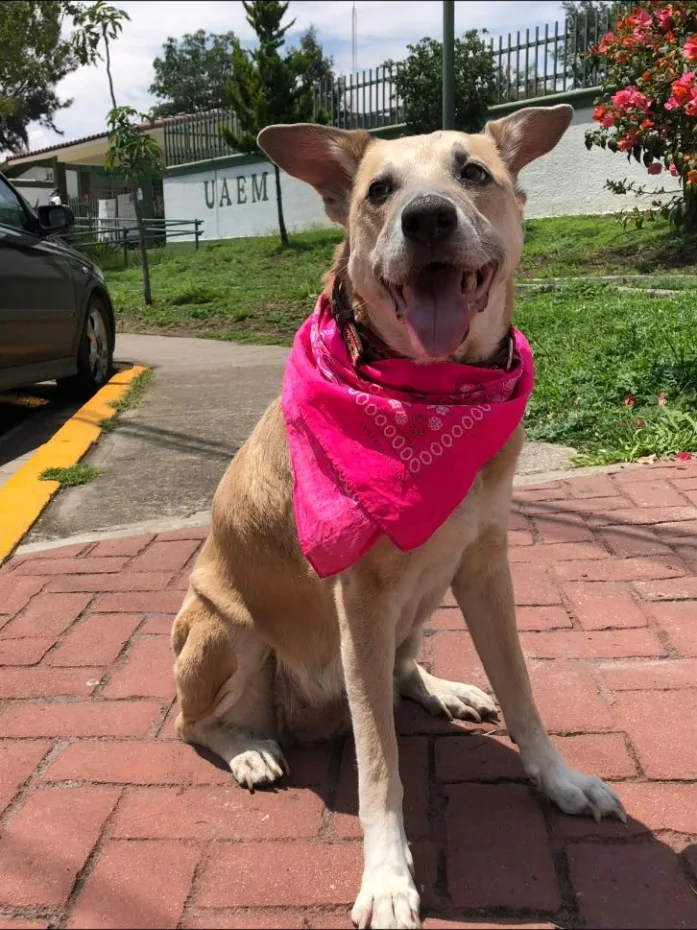 Peludo real de Paseos Peludos