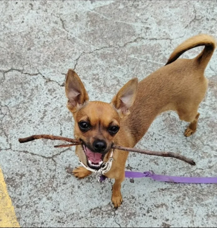 Peludo real de Paseos Peludos