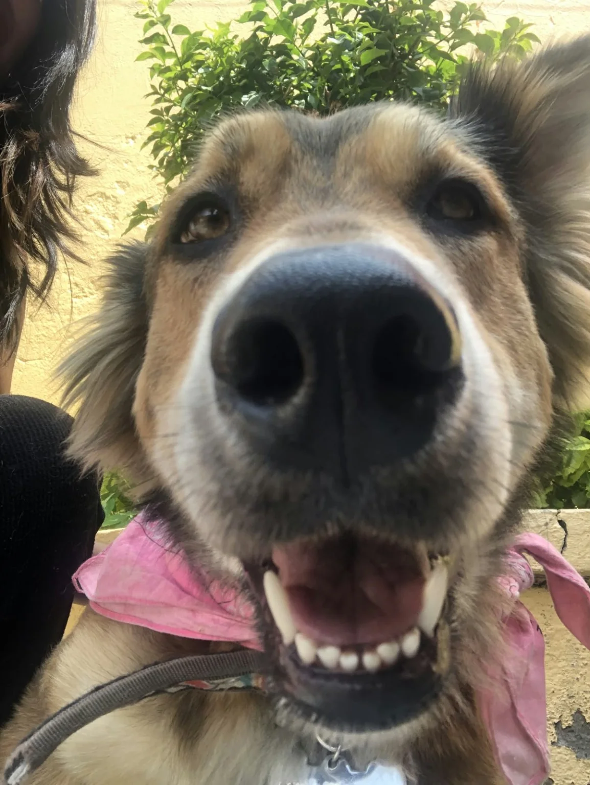 Peludo real de Paseos Peludos