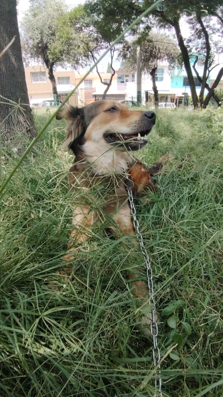 Peludo real de Paseos Peludos