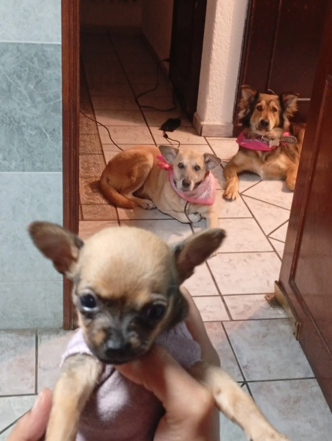 Peludo real de Paseos Peludos
