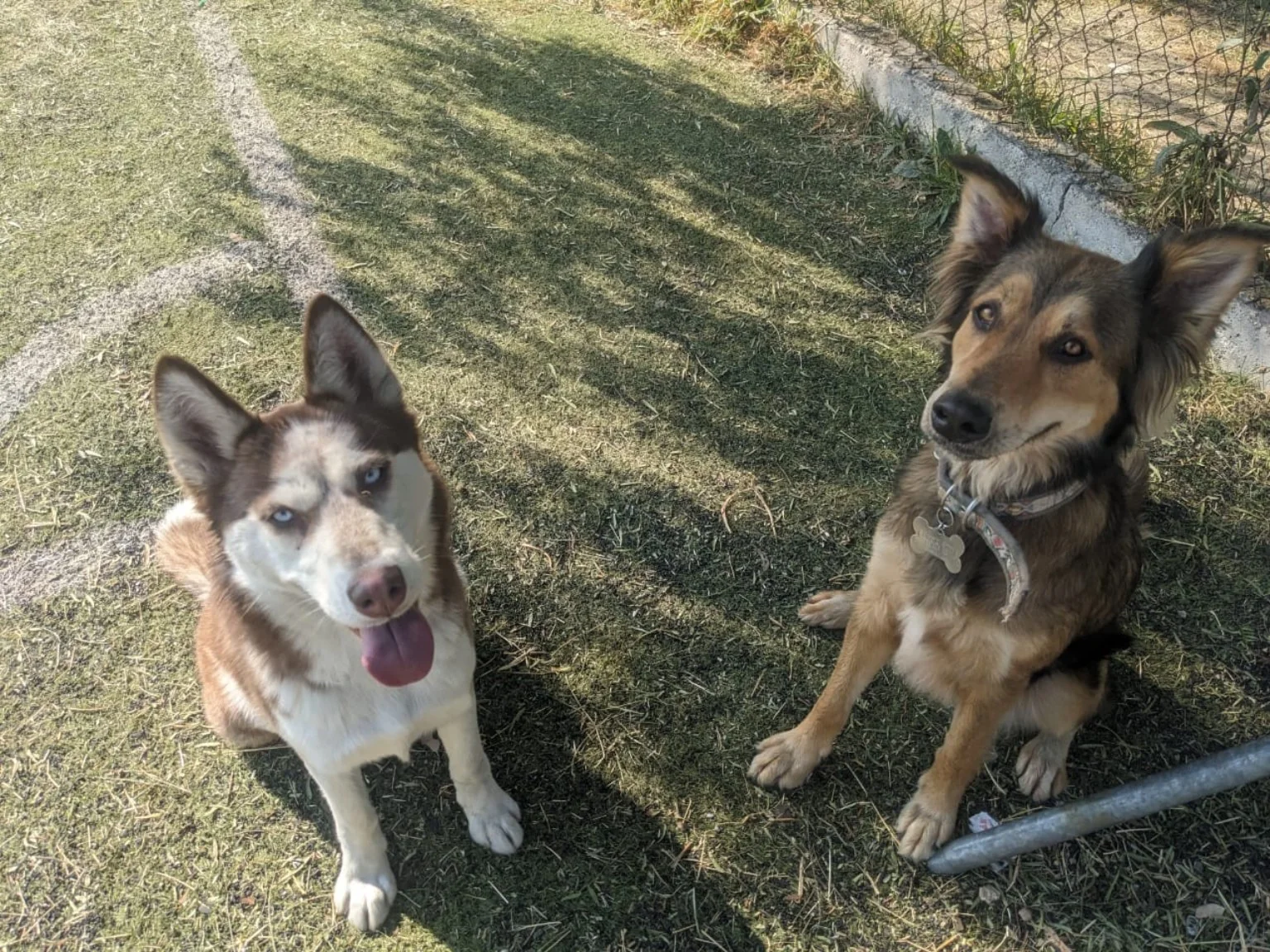 Peludo real de Paseos Peludos