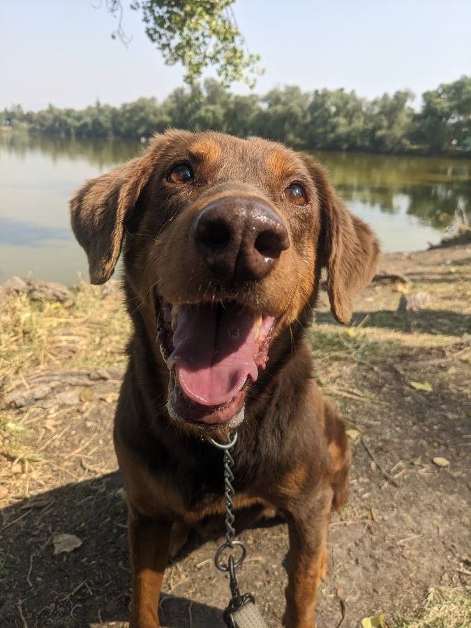 Peludo café sonriendo junto al lago