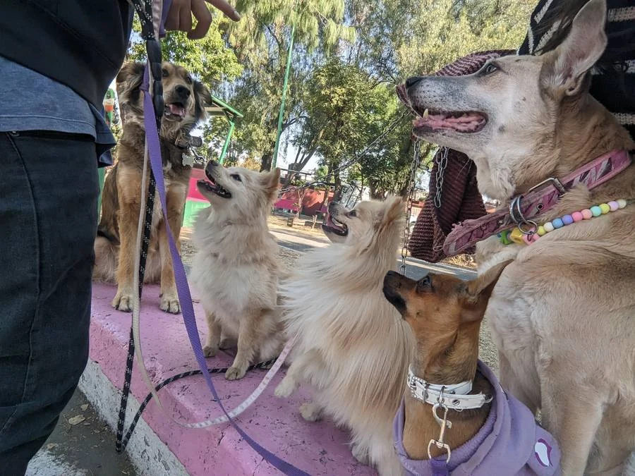 Grupo de peludos durante un paseo