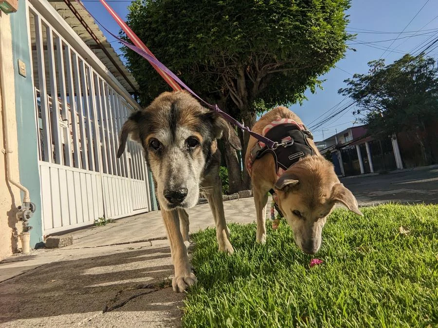 Dos peludos reales durante un paseo