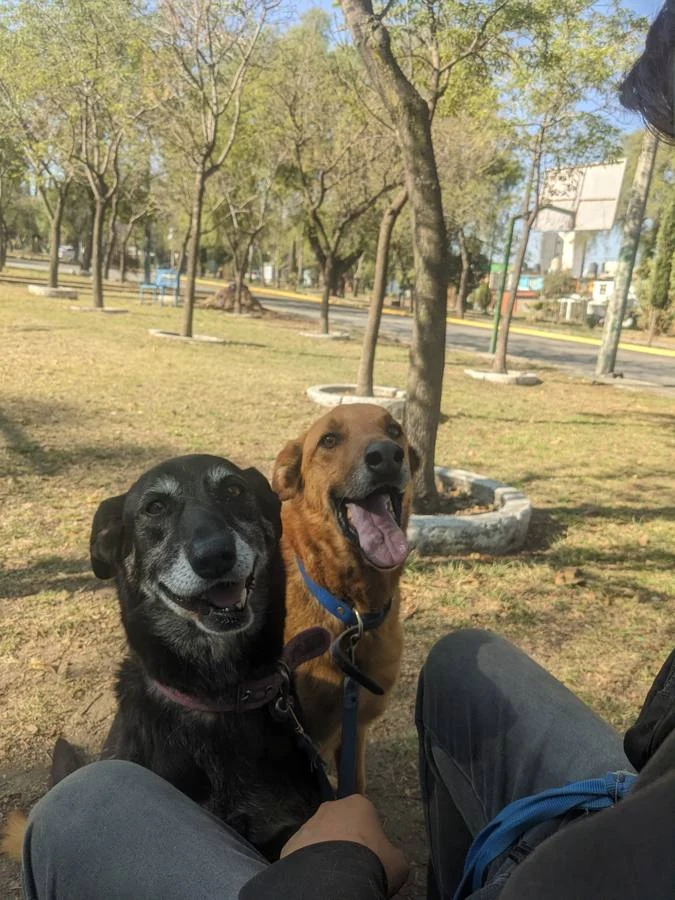 Peludo real de Paseos Peludos