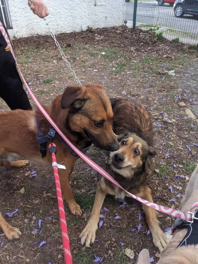 Dos peludos conviviendo durante un paseo