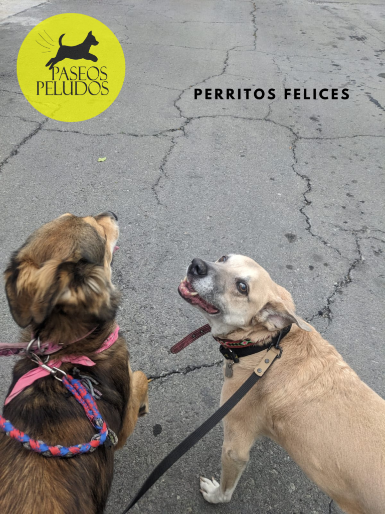 Paseadores de perros en Cuautitlán Izcalli